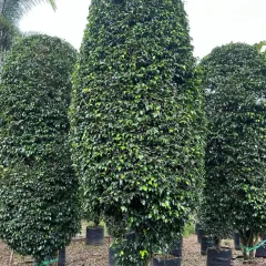 Large, cone-shaped Ficus topiaries. These dense, evergreen trees are ideal for creating formal, structured looks in a garden or as impressive entrance markers.