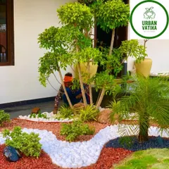 A close-up of a garden landscaping project, showing how I use a mix of plants and natural stone pebbles to create a beautiful and low-maintenance garden bed.