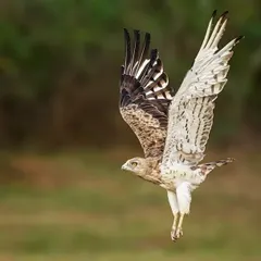The same Short Toed Snake Eagle in a moment of powerful flight, showcasing the beautiful pattern on its underwings.