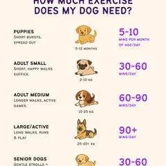 Is a 30-minute stroll enough? Or does your dog need a 90-minute run? This guide gives you a starting point for your dog's daily exercise needs based on their age, size, and energy levels, because every dog is different.