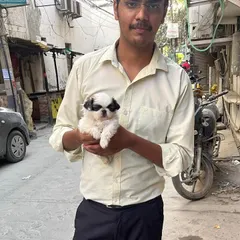 This client came to our South Delhi location to pick up his new Shih Tzu companion. We ensure a smooth and happy adoption process for everyone.