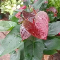 A unique, deep red or chocolate-colored Anthurium. I stock a wide variety of colors to match any home decor.