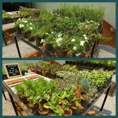 Our succulent bar and rose section were huge hits on our opening day. We offer a wide variety of succulents that you can pot yourself, alongside rows of beautiful, fragrant rose plants ready to be taken home.