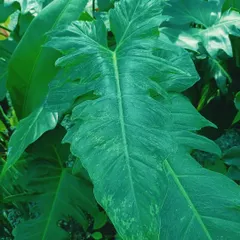The Philodendron Golden Dragon is a stunning hybrid aroid. Its mature leaves develop a unique mottled variegation and a dragon-head shape, making it a fantastic centerpiece for any collection.