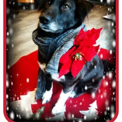 Gauri, celebrating her first Christmas in the USA. Seeing her so loved and festive after her difficult start is the most wonderful reward.