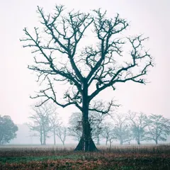 A lone, leafless tree standing in a foggy field in Bardiya National Park, Nepal. The minimalist composition creates a moody and atmospheric nature photograph.