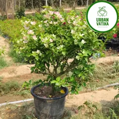 A beautiful Bougainvillea bush, perfect for adding a burst of colour to any sunny garden spot.