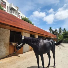 Our stunning black thoroughbred, a true beauty, posing outside our rustic wooden stables on a bright, sunny day.