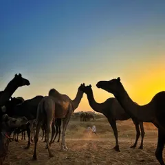 A herd of camels silhouetted against a beautiful gradient sky at dusk during the Pushkar Mela.