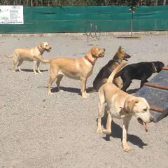 A pack of Labradors and a German Shepherd enjoying their time together. Our supervised environment ensures all interactions are safe and positive.
