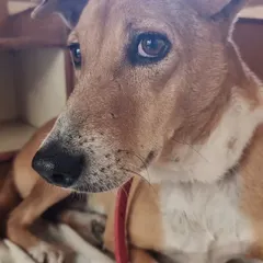 A closer look at Ringo's sweet face. You might not be able to change their past, but you can give them the most beautiful future. Every rescued Indie dog I've known has a soul that shines so bright.