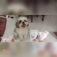 It's treat o'clock! This happy Shih Tzu is all smiles, surrounded by his favorite air-dried chicken jerky.