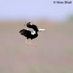 The Lesser Florican, a critically endangered bustard, in its spectacular jumping courtship display. We run specialized tours to the grasslands of Rajasthan during the monsoon, offering a rare chance to see this behavior.