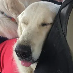 A tired pup is a happy pup. This photo captures a moment of complete relaxation during a long drive, a sign of a dog who is comfortable and secure in the car.