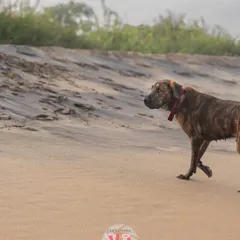 Kumbha the gentle giant on a serene beach walk. The soft light and sandy landscape create a beautiful, peaceful portrait.