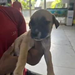 Meet another puppy from the same litter, a charming male with a distinctive dark muzzle. He is being held by one of our volunteers and is ready to be a loyal companion.
