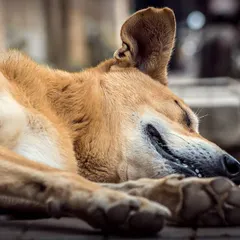 A close-up of a street dog sleeping peacefully on the pavement. I wanted to capture the relaxed expression and the texture of its fur, showing a quiet, unguarded moment in its life.