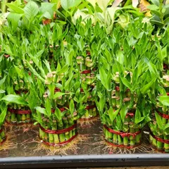 Lucky Bamboo is technically a type of Dracaena, not bamboo. It's a very popular plant for bringing good fortune and can be grown easily in water or soil.