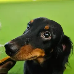 This close up of a beautiful long haired Dachshund captures the gentle and curious nature we see in so many of our smaller guests.