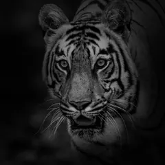 A striking black and white portrait of a tiger. The lighting highlights the contours of its face and its intense, knowing eyes. Monochrome photography strips away distractions, allowing the animal's powerful presence to dominate the frame.