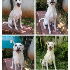 Meet Theo, one of our adorable Indies looking for his forever pack! His happy smile is a reminder of the amazing, loving dogs waiting for a second chance at our rehoming facility.