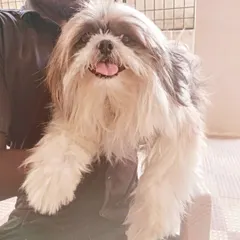 A happy Shih Tzu, ready for its makeover. Even before we start, I make sure the pet feels safe and comfortable with me.