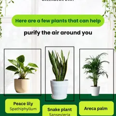 Here are a few plants that can help purify the air around you. Peace Lilies, Snake Plants, and Areca Palms are all excellent choices for improving indoor air quality at home or in the office.