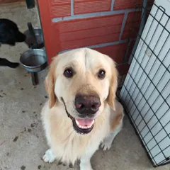 Just look at that smile. This is the happy, relaxed face of a guest who feels right at home. My goal is to make every dog's stay so comfortable and fun that they can't help but be their happiest selves. This is what successful dog socialization looks like.