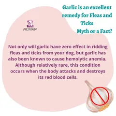 Myth vs. Fact: Is garlic safe for fleas and ticks? This important safety tip explains that garlic is not effective and can be toxic to dogs, causing serious health issues.