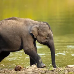 A dose of cuteness from the Kabini backwaters. This series captures the tender moments between an elephant mother and her calf as they enjoy a summer day by the water in Nagarahole Tiger Reserve.