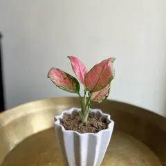 This Pink Aglaonema, or Chinese Evergreen, is a perfect example of a simple yet sophisticated gift. Its striking pink-splashed leaves are beautiful, and it comes in a clean, ribbed white pot that fits seamlessly into modern decor.