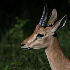 A portrait of a young Blackbuck with one fully grown horn and one just beginning to grow. This image captures a stage of youthful development and curiosity in the wild.