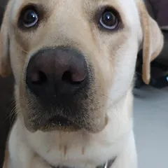 A close-up of sweet Marley. We take him for extra exercise on the weekends. Look at those trusting eyes. We treat every dog we care for like our own family, whether it is for a simple walk or a trip to the vet.