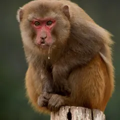 "Joey doesn't share food!" This Rhesus Macaque in Kishanpur Wildlife Sanctuary perfectly captures the feeling of guarding the last french fry.