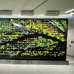 For this project, we incorporated custom black metal accents that sweep across the living wall. This artistic approach adds a unique structural element and modern aesthetic to the vertical garden installation.