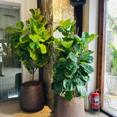 Two large Fiddle Leaf Fig trees were placed in matching rustic pots to frame this entryway. Their large, violin-shaped leaves add a sense of lushness and grandeur to the space.