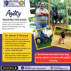 Speed, skill, and fun. This graphic shows different dogs engaged in agility exercises like jumping and weaving. It's the ultimate workout to keep your dog sharp and active.