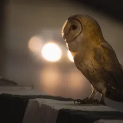 A Barn Owl finds a moment of peace on a highway divider amidst the blur of city lights. On our tours, we show you how wildlife has adapted to survive, and even thrive, in the most unexpected corners of Delhi NCR.