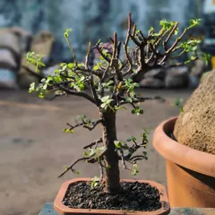 A Jade bonsai, freshly trimmed and styled for a client. Regular pruning is key to maintaining the miniature tree structure and encouraging healthy new growth.