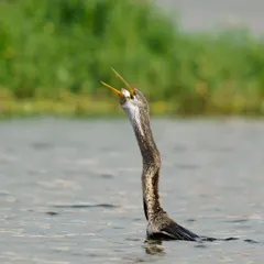 The darter continues its meal, perfectly positioning the fish to swallow it whole. This is a great shot for illustrating the feeding habits of piscivorous birds.