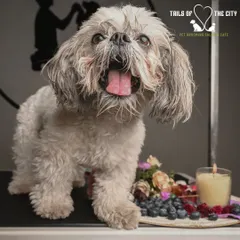 A happy pup surrounded by fresh blueberries, ready for a refreshing facial. We use only natural, high-quality ingredients to ensure your pet's safety and comfort.