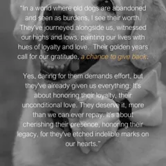 In a world where old dogs are abandoned, I see their worth. Their golden years call for our gratitude. It's about honoring their loyalty and unconditional love.