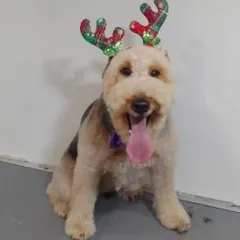 This adorable dog is all smiles and ready for the Christmas festivities after a complete grooming session.