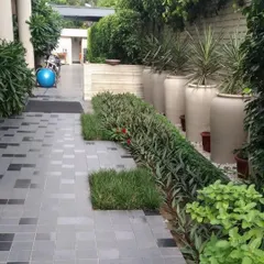 This garden path in Panipat uses a modern design, integrating squares of grass within the grey tiled walkway. The path is lined with a dense bed of rhoeo plants and large ceramic planters.