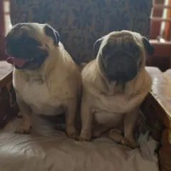 Another shot of our Pug friends. They are inseparable and always find a cozy spot to nap together.
