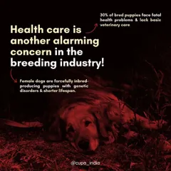 Healthcare is an alarming concern in the breeding industry. Female dogs are often forcefully inbred, leading to genetic disorders and shorter lifespans for both the mother and her puppies.