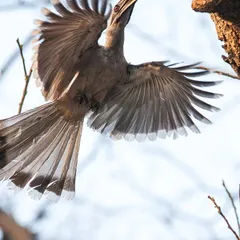 An Indian Grey Hornbill male flies to its nest to deliver food. The female remains sealed inside the cavity for over two months to raise the chicks. The male is truly one of the most devoted husbands in the avian world.