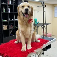 A freshly groomed Golden Retriever is a happy Golden Retriever. After a de-shedding treatment and trim, this handsome boy is looking neat, tidy, and ready for his photo.
