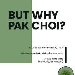 But why Pak Choi? Because these microgreens are packed with vitamins A, C, and K, add a crunchy and mild spice to meals, and grow in almost no time. It's seriously like magic.