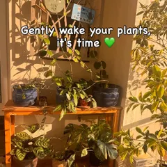 Sankranthi marks the end of winter for gardeners in India. It's time to gently wake your plants up for spring. But don't fertilize just yet. Follow along as I share simple steps to get your plants ready for the growing season.